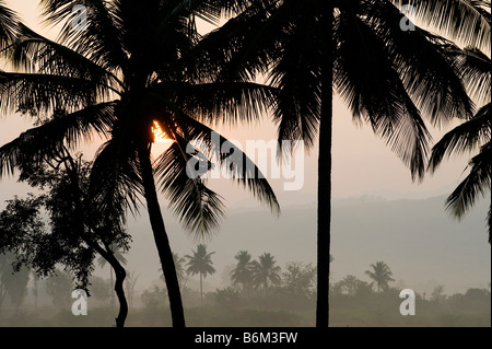 Alberi di noce di cocco in silhouette a sunrise nell India meridionale Foto Stock