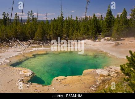 Parco Nazionale di Yellowstone WYOMING USA attività geotermica a molla Smeraldo Norris Geyser Basin Foto Stock