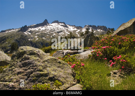 Rhododendron con una vista del picco Neouvielle in background Pirenei Francia Foto Stock