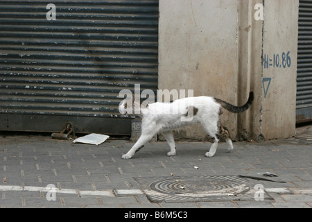 Ringhiando Alley Cat Foto Stock