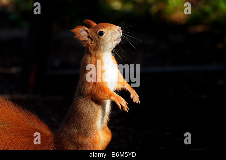 Uno scoiattolo in piedi sulle zampe posteriori attende per un po' di cibo Foto Stock