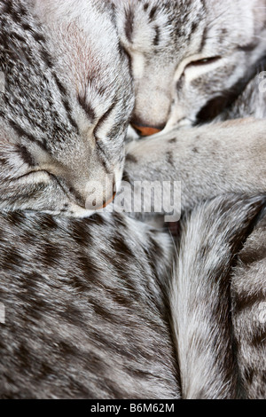 Mau Egiziano gattini dormono insieme Foto Stock