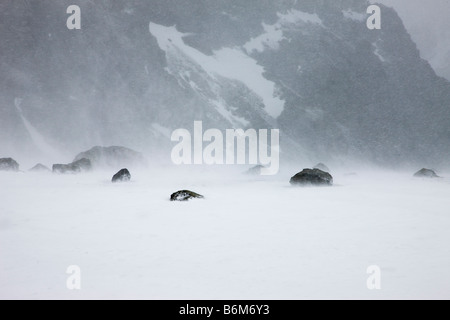 Soffiatura ventose tempesta di neve e coperta di neve montagna in estate antartico blizzard a sud delle Isole Orkney Antartide spazio bianco Foto Stock