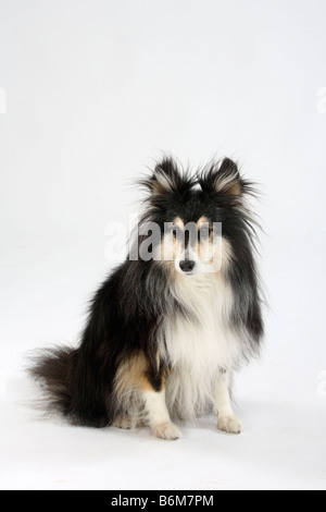 Sheltie 10 anni Shetland Sheepdog Foto Stock