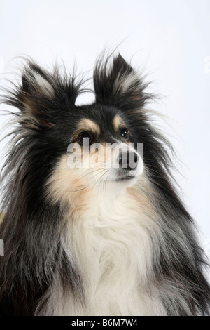 Sheltie 10 anni Shetland Sheepdog Foto Stock