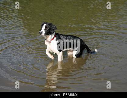 Molly il Border Collie cane trasversale giocando in acqua Foto Stock