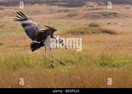 Una Marabou Stork sul finale a terra sul Serengeti Foto Stock