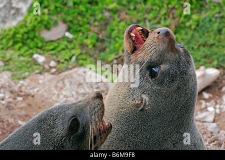 Nuova Zelanda le foche Foto Stock