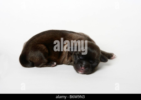 Tibetan Spaniel cucciolo 2 giorni Foto Stock