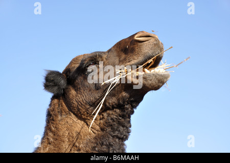 Cammello mangia fieno Foto Stock