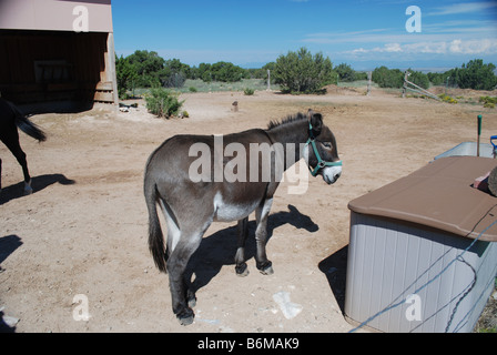 Asino ad alta giù Ranch, Cerrillos, Nuovo Messico USA Foto Stock