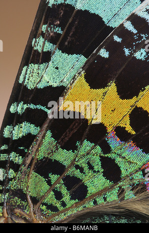 Close-up di un'ala di Madagascan tramonto (falena Chrysiridia rhipheus) Foto Stock