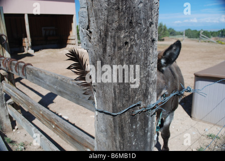 Asino ad alta giù Ranch, Cerrillos, Nuovo Messico USA Foto Stock