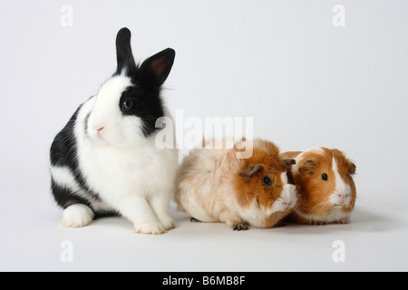 Lion maned coniglio nano in bianco e nero e cavie e conigli domestici Foto Stock