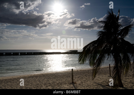 Spiaggia e Palm Tree a Playa Giron Resort Baia dei Maiali Cuba Dicembre 2008 Foto Stock