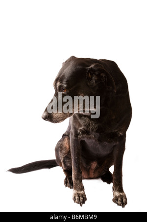 Vecchio cane Labrador nero con museruola grigia su sfondo bianco Foto Stock