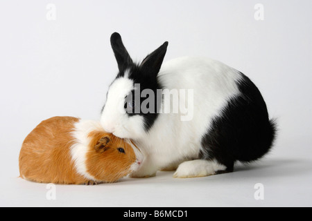 Lion maned coniglio nano in bianco e nero e di cavia coniglio domestico Foto Stock