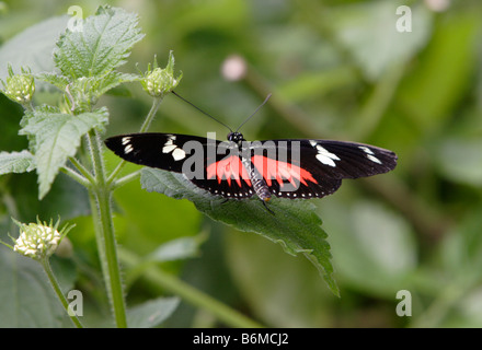 Doris butterfly Heliconius doris sulla lamina fotografato in cattività Foto Stock