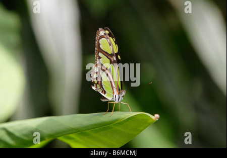 Malachite butterfly Siproeta stelenes sulla lamina fotografato in cattività Foto Stock