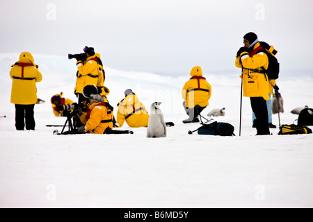 Un pinguino imperatore chick ispeziona un gruppo di turisti che visitano il Rookery. Foto Stock
