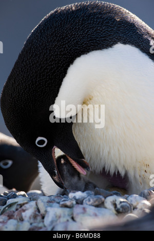 Adulto Adelie Penguin alimentazione hatchling neonato pulcino su nido di rookery close up dettaglio Paulette isola in Antartide. Foto Stock