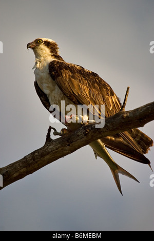 Un osprey posatoi in una struttura ad albero con un parzialmente mangiato pesci. Foto Stock