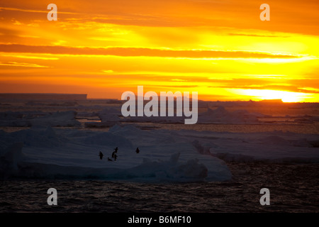 Luminoso cielo arancione tramonto adombramento iceberg in primo piano, ghiaccio galleggiante fogli con Adelie pinguini sul ghiaccio in Antartide. Foto Stock