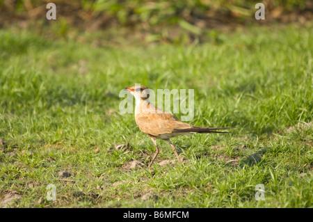 Australian Pratincole (Stiltia isabella) shore Fiume South Alligator Parco Nazionale Kakadu e Territorio del Nord Australia Settembre Foto Stock