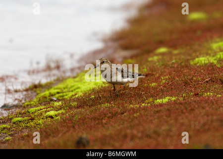 Di Temminck stint (Calidris temminckii). Artico, Kolguev Island, il Mare di Barents, Russia. Foto Stock