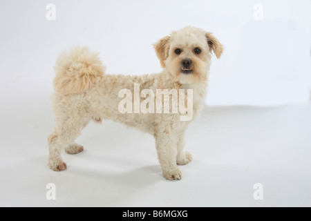 Razza cane Morso undershot lato Foto Stock