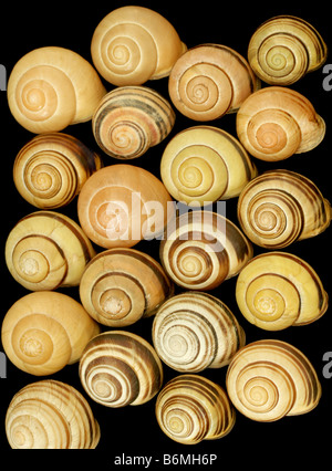 Grove lumaca, Cepaea nemoralis, variazione nel pattern di shell Foto Stock