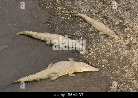 Tre american coccodrilli sulla riva del fiume Tarcoles in Costa Rica Foto Stock