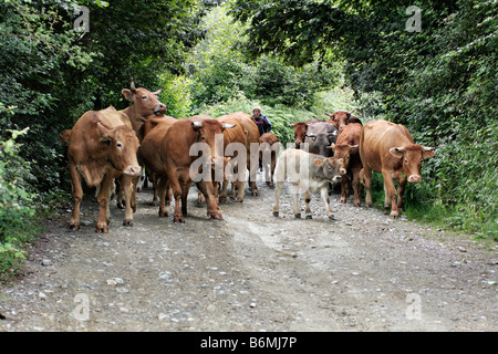 Bestiame essendo herded sopra ESPINAMA Picos de Europa Foto Stock