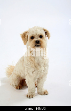 Razza cane Morso undershot Foto Stock