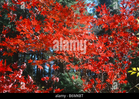Giapponese acero in Dunsmuir City Park, California Foto Stock