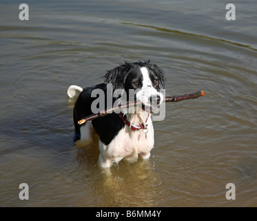 Molly il Border Collie cane trasversale recupero di un bastone dall'acqua Foto Stock