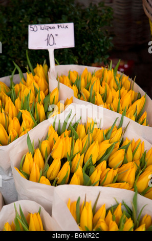 I tulipani Bloemenmarkt Mercato dei fiori sul canale Singel Amsterdam Paesi Bassi Foto Stock