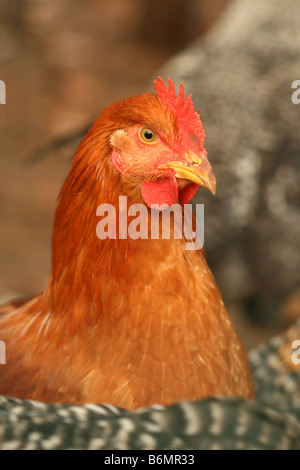 Pollo Foto Stock