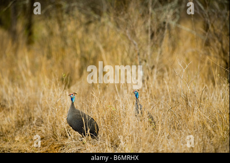 Fauna selvatica Helmeted faraone Numida meleagris Numididae Numida prendere la copertura a sud-africa uccello savana savana ambiente bro Foto Stock