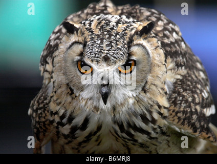 Il Bengala Gufo Reale Bubo bengalensis Foto Stock