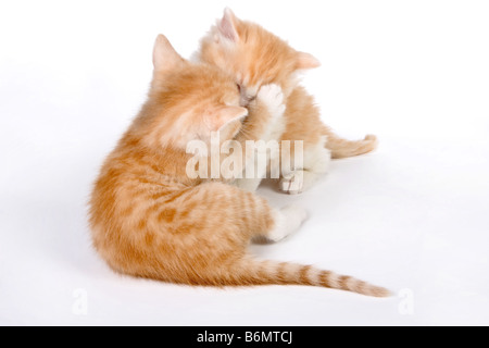 Due piccoli gattini rosso avente un romp Foto Stock
