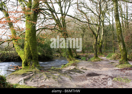 Un piccolo fiume che corre attraverso un bosco in inverno Foto Stock