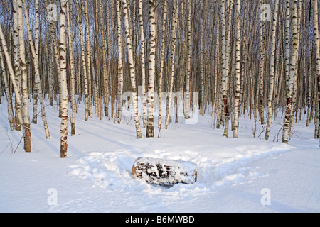 La natura, il bianco della neve, Europeo piange la betulla (Betula pendula) foresta nella soleggiata giornata invernale, Russia Foto Stock