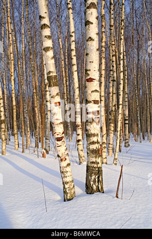 La natura, il bianco della neve, Europeo piange la betulla (Betula pendula) foresta nella soleggiata giornata invernale, Russia Foto Stock