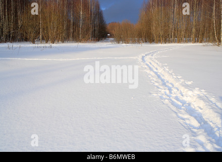 Percorso natura, il bianco della neve, Europeo piange la betulla (Betula pendula) foresta nella soleggiata giornata invernale, Russia Foto Stock