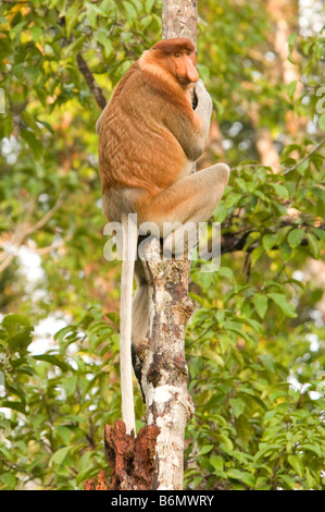 Proboscide di scimmia (Nasalis larvatus), a Kalimantan, Borneo, Indonesia Foto Stock