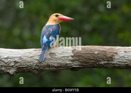 Stork fatturati Kingfisher, Pelargopsis capensis (ex Halcyon capensis) nel Kalimantan, Indonesia Foto Stock