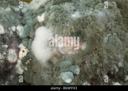 Close up di massa di diverse sfumature e forme di verde e bianco colonie dello stampo. Foto Stock