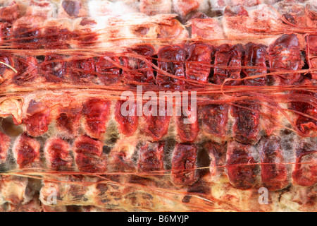 In prossimità della sezione di ammuffito di chicchi di mais. Foto Stock