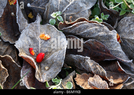 Foglia marrone di Kousa Sanguinello (cornus kousa) totalmente incisi nel gelo con red Sanguinello frutti recante su di esso come una piastra. Foto Stock